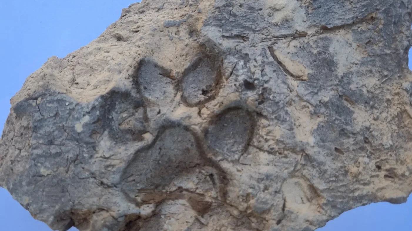 4 bin yıllık kerpiçte köpek patisi izi bulundu!