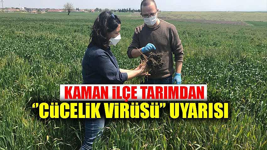 Kaman İlçe Tarımdan ''Cücelik Virüsü'' Uyarısı