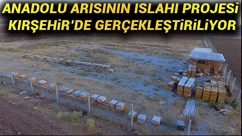 Anadolu Arısının Islahı Projesi Kırşehir'de Geçekleştiriliyor