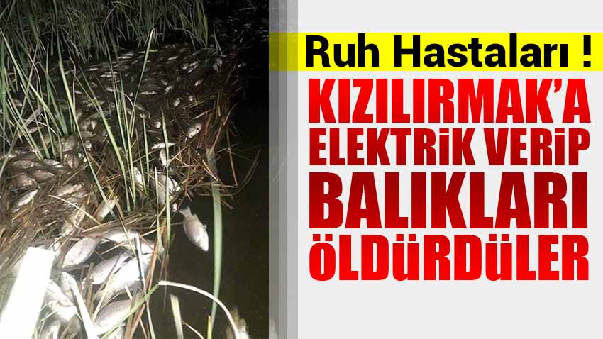 Kızılırmak'a Elektrik Verip Balıkları Öldürdüler