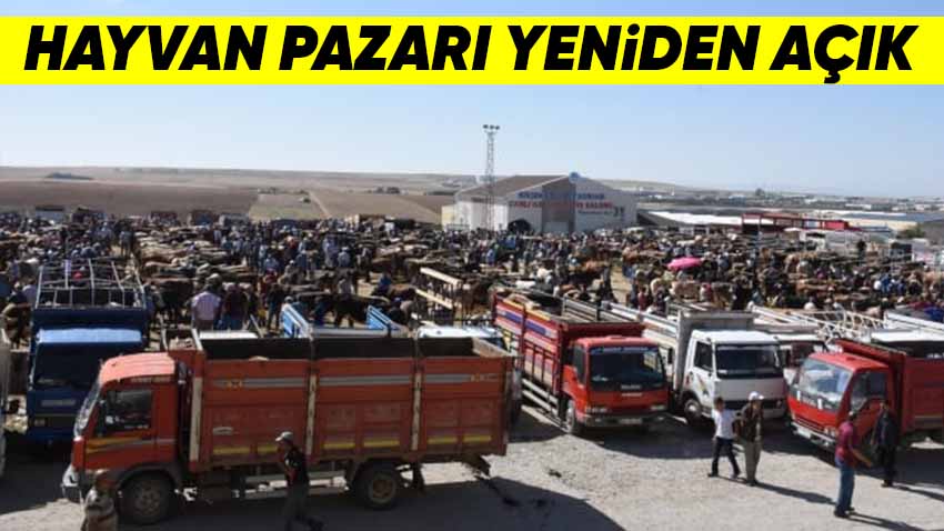 Kırşehir Hayvan Pazarı Yeniden Açıldı