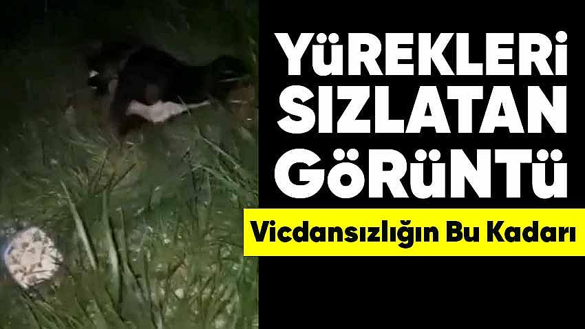 Yürekleri Sızlatan Görüntü