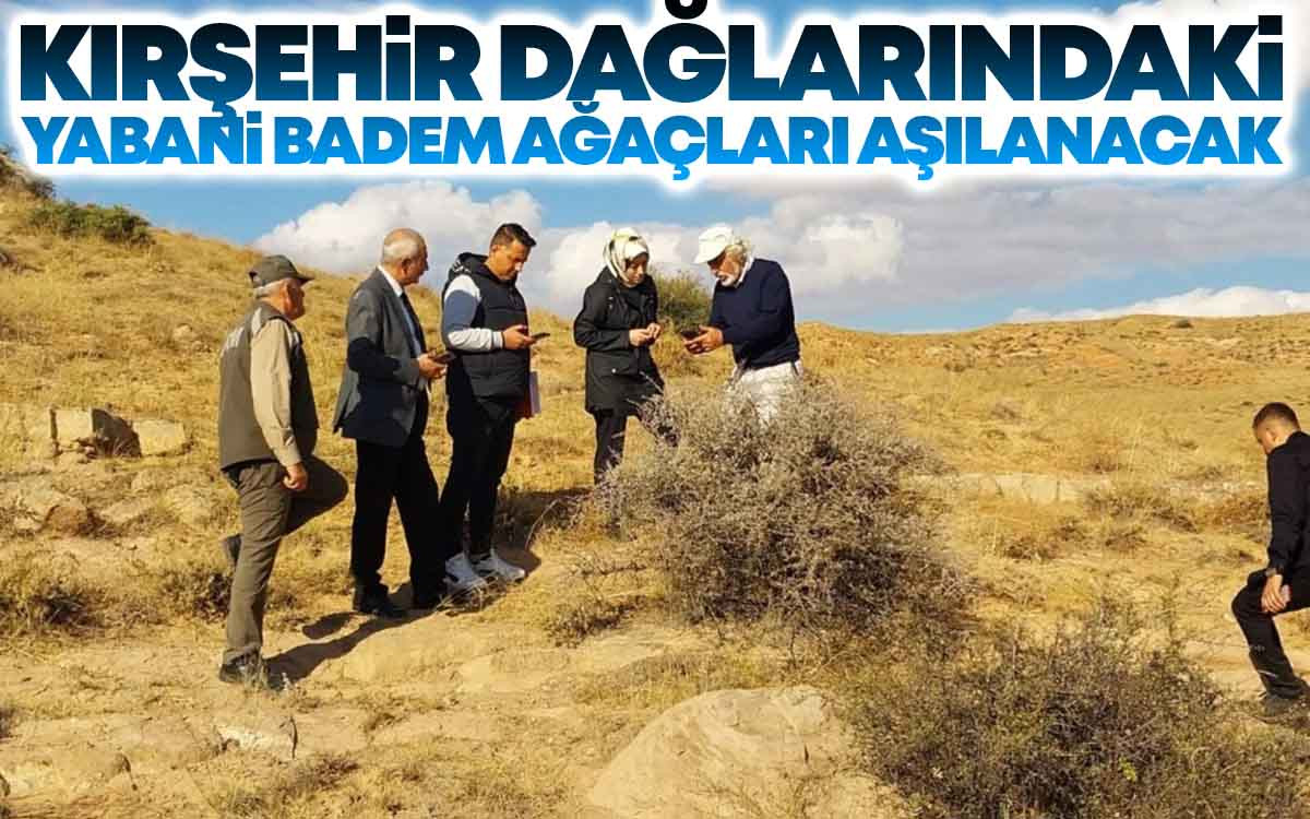 Kırşehir Dağlarındaki Yabani Badem Ağaçları Aşılanacak