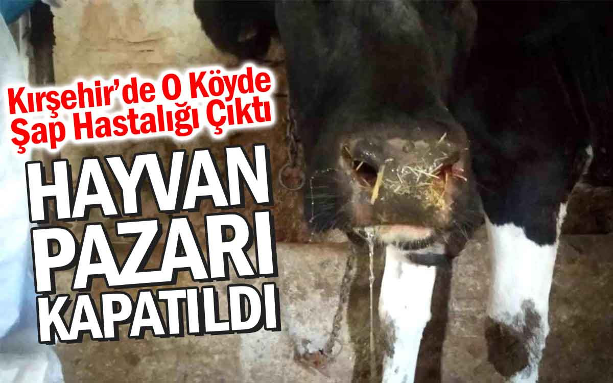 Kırşehir'de O Köyde Şap Hastalığı Çıktı