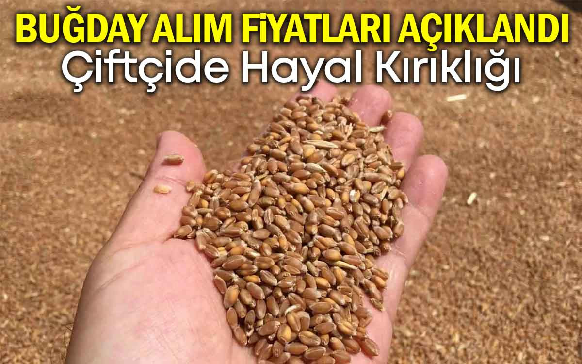 Buğday Alım Fiyatları Açıklandı