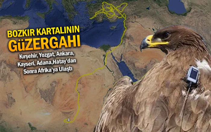   Bozkır Kartalı'nın Orta Anadolu'dan Afrika'ya Uzanan Yolculuğu