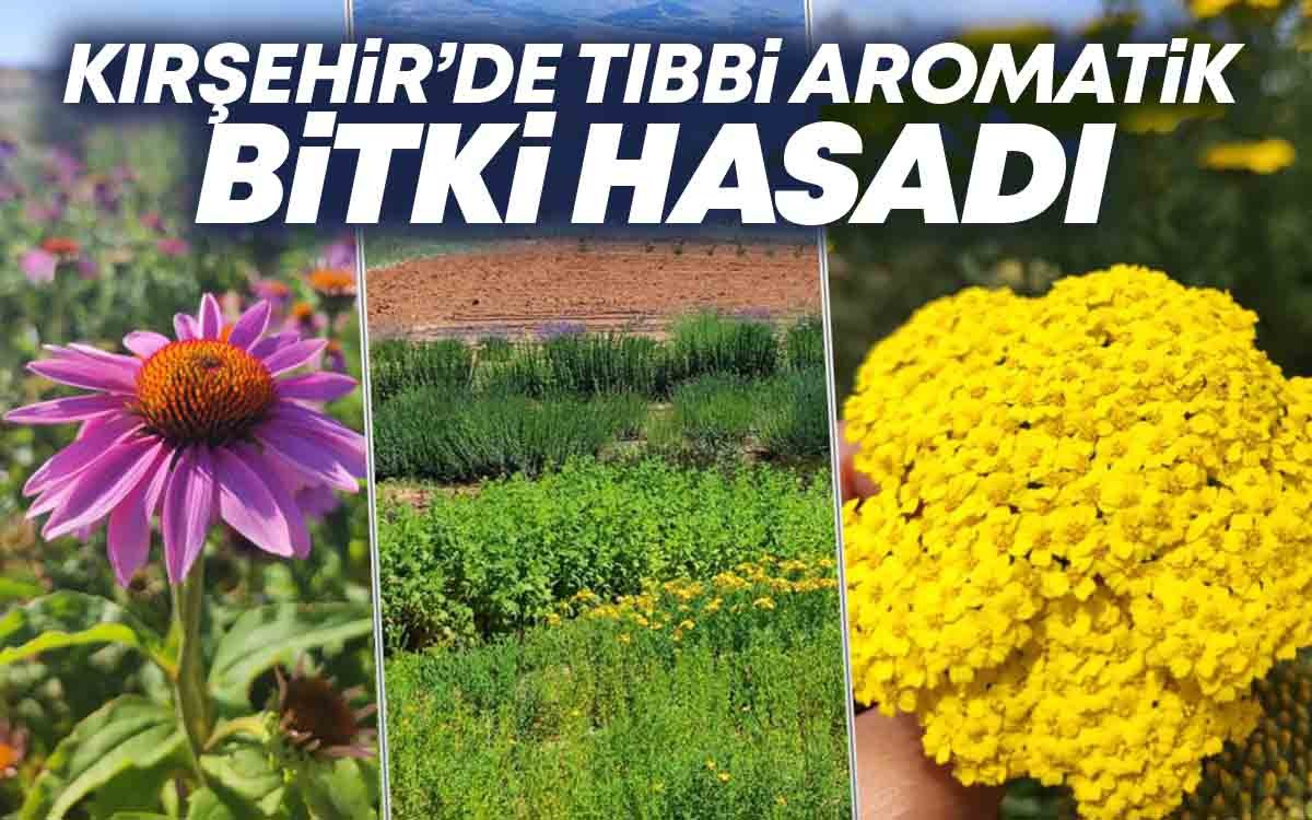 Kırşehir'de Tıbbi Aromatik Bitki Hasadı