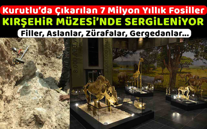 7 Milyon yıllık fosiller Kırşehir Müzesinde sergileniyor