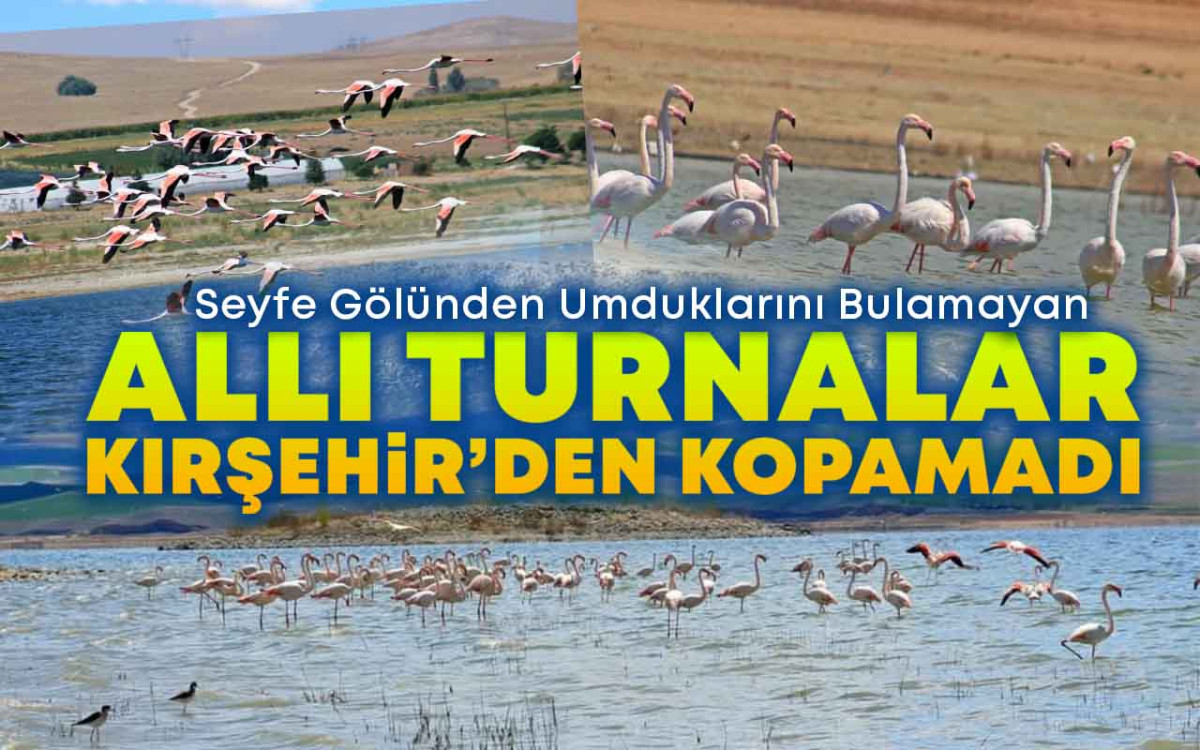 Allı Turnalar Kırşehir'den kopamadılar