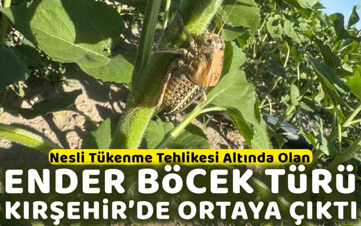 Ender böcek türü Kırşehir'de ortaya çıktı