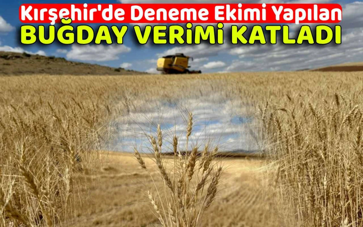 Kuraklığa direnen buğday: çiftçinin yeni umudu