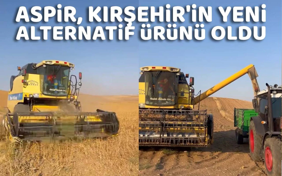 Aspir, Kırşehir'in yeni alternatif ürünü oldu