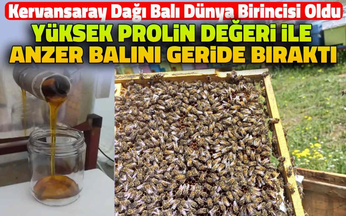 Kervansaray Dağı balı, prolin değeriyle Anzer’i geride bıraktı