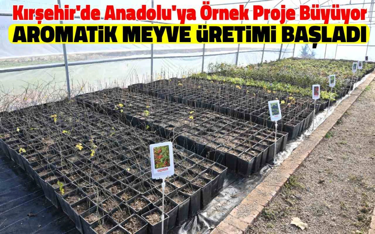 Kır-Köy’de aromatik meyve üretimi başladı