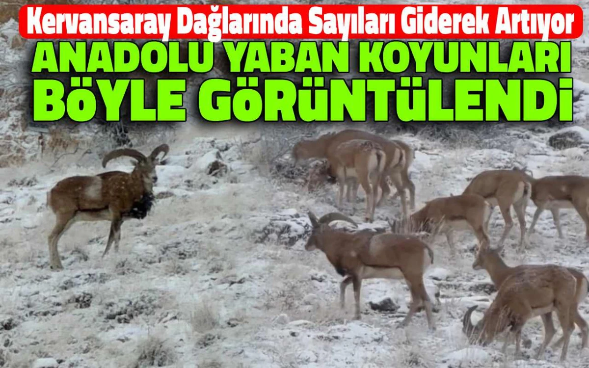Kervansaray'da anadolu yaban koyunlarının sayısı giderek artıyor