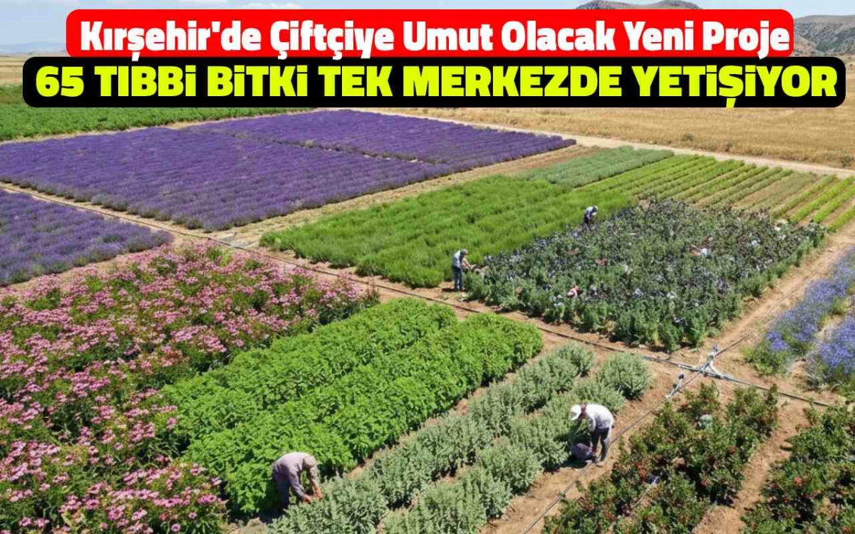 Çiftçiye umut olacak yeni proje: 65 tıbbi bitki tek alanda yetişti