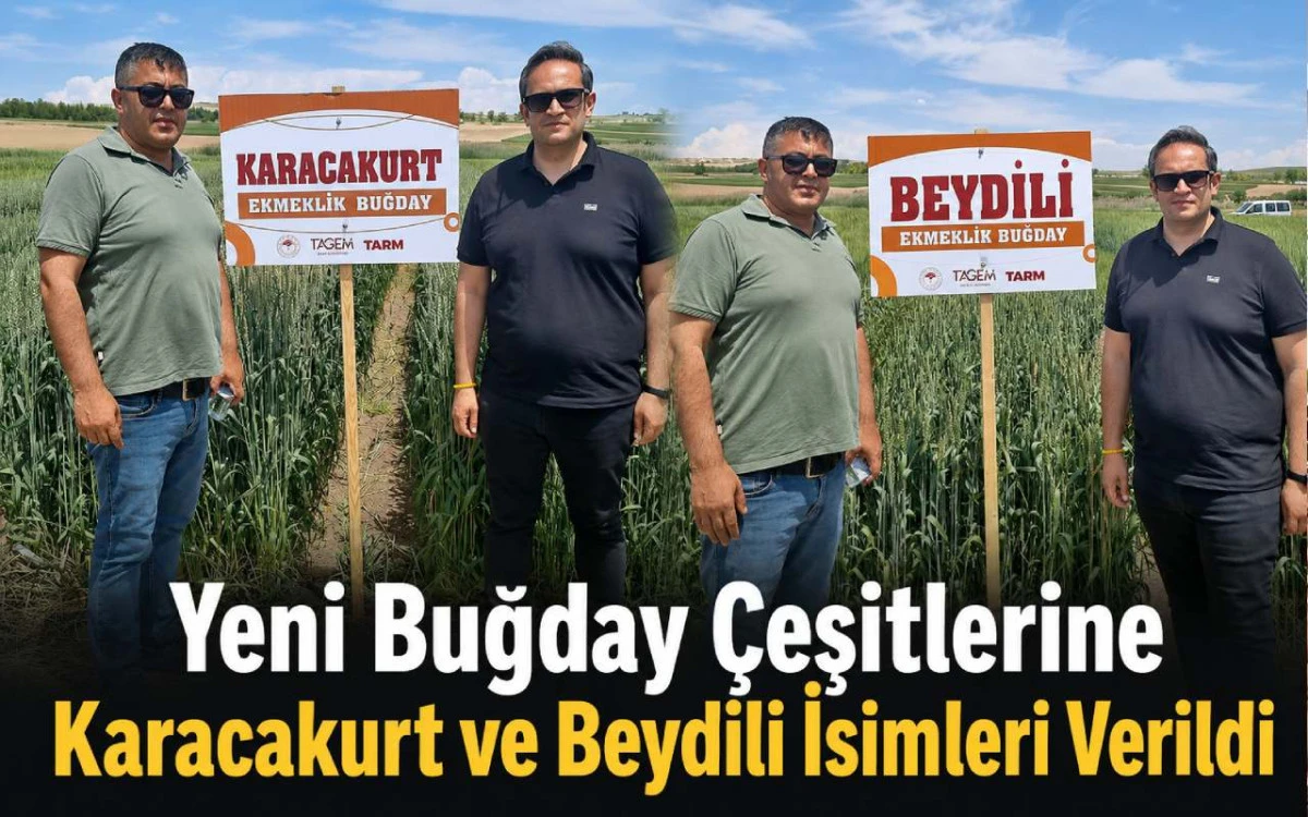 Yeni buğday çeşitlerine Karacakurt ve Beydili isimleri verildi