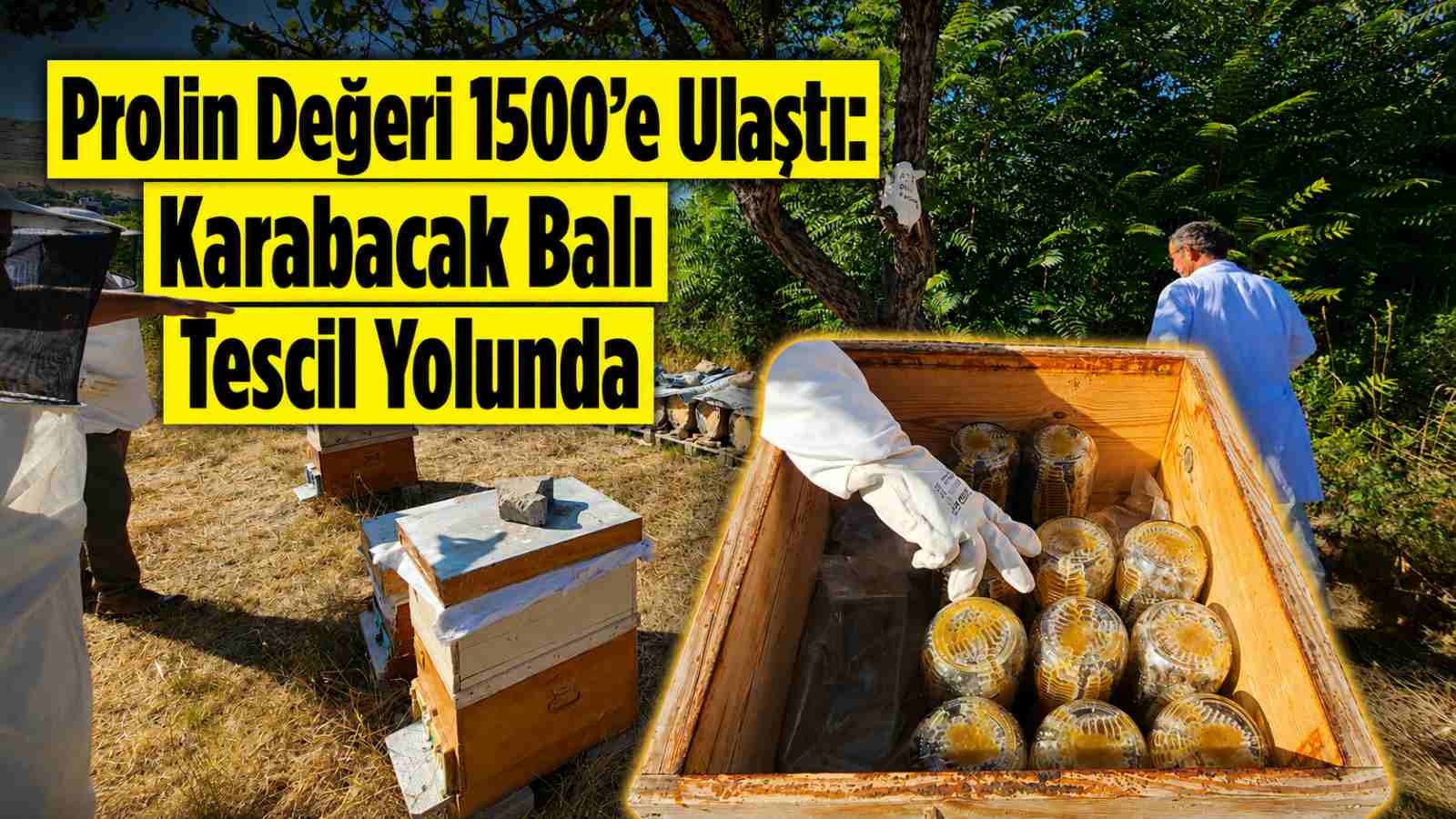 Prolin Değeri 1500’e Ulaştı: Karabacak Balı Tescil Yolunda