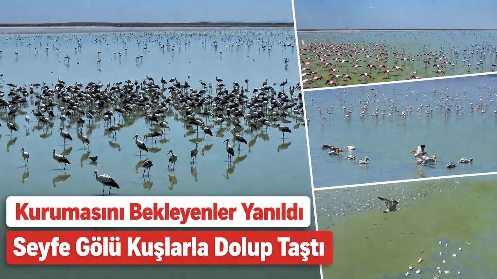Kurumasını Bekleyenler Yanıldı: Seyfe Gölü Kuşlarla Dolup Taştı
