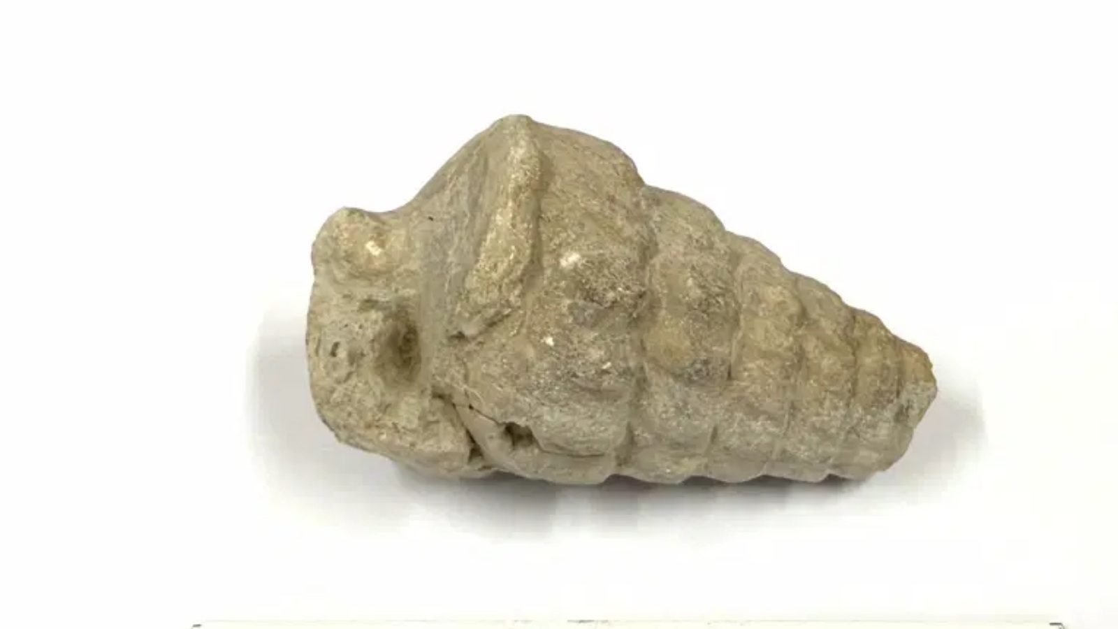 fosil-120649