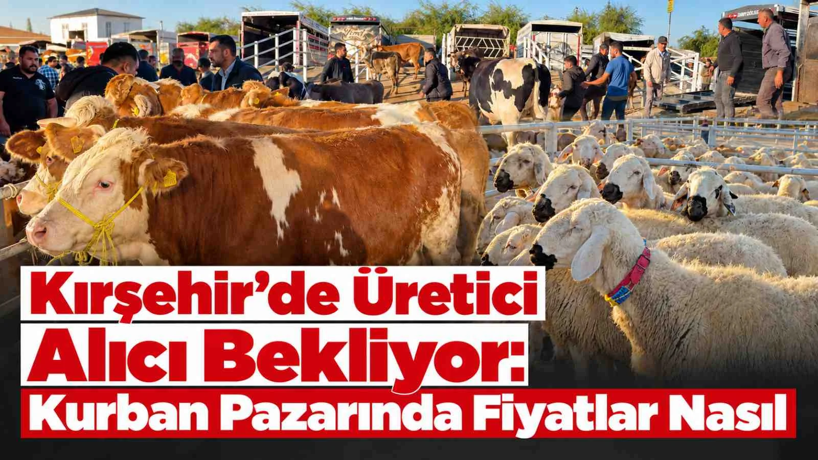 Kırşehir’de Üretici Alıcı Bekliyor: Hayvan Pazarında Fiyatlar Nasıl?