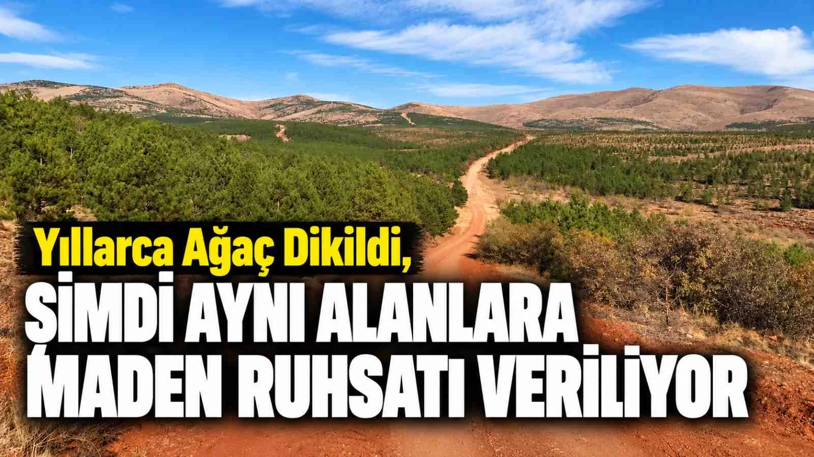 Yıllarca Ağaç Dikildi, Şimdi Aynı Alanlara Maden Ruhsatı Veriliyor