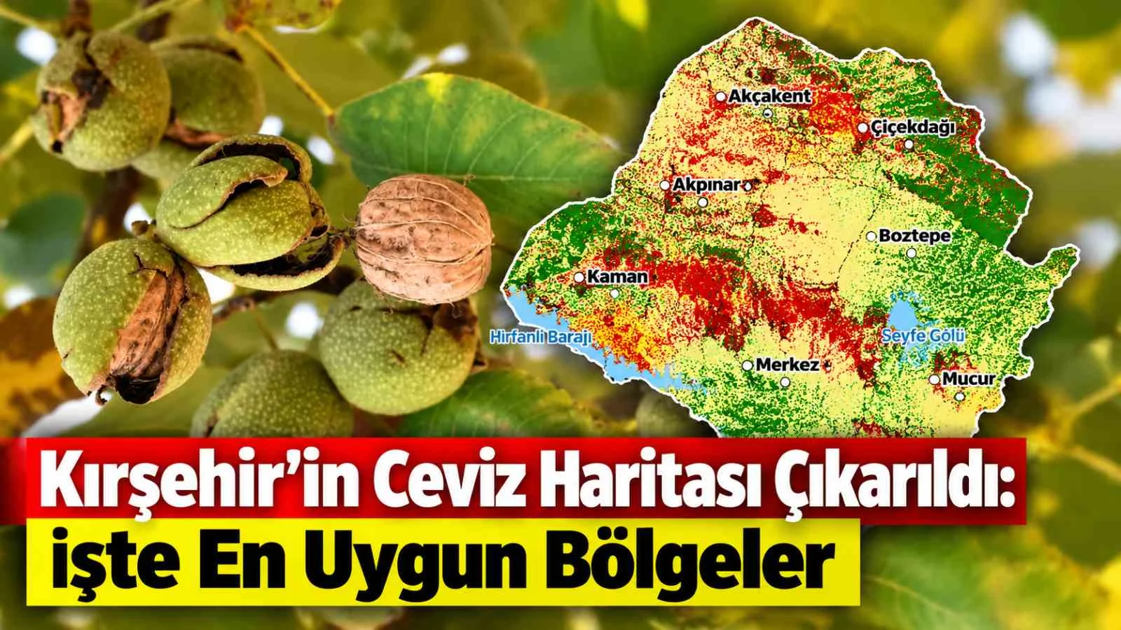 Kırşehir'in Ceviz Haritası Çıkarıldı: İşte En Uygun Bölgeler
