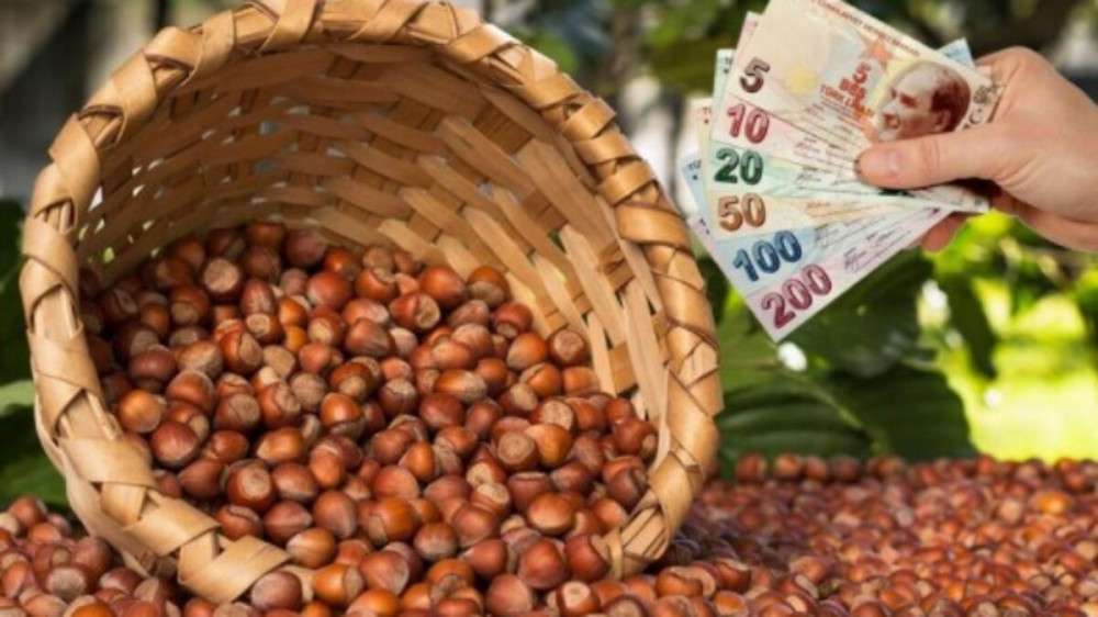 Fındık alan bazlı 2021 destek ödemeleri başlıyor