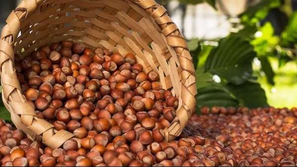 Trabzon'da fındık işçilerine verilecek günlük tutar 250 TL olarak açıklandı
