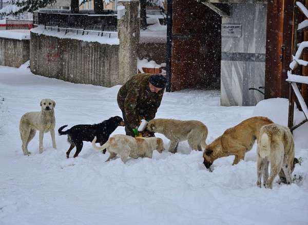 Ordu'da karda yiyecek bulmakta zorlanan sahipsiz hayvanlara yiyecek desteği