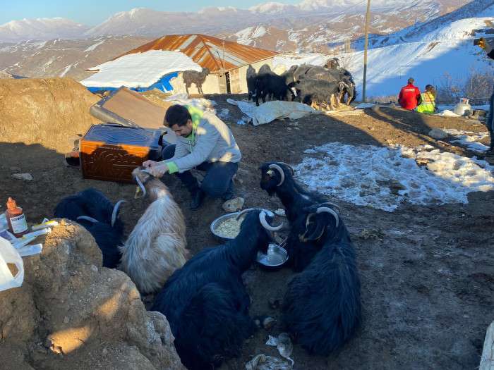 Kahramanmaraş'ta depremin 17'nci gününde 24 keçi enkazdan kurtarıldı