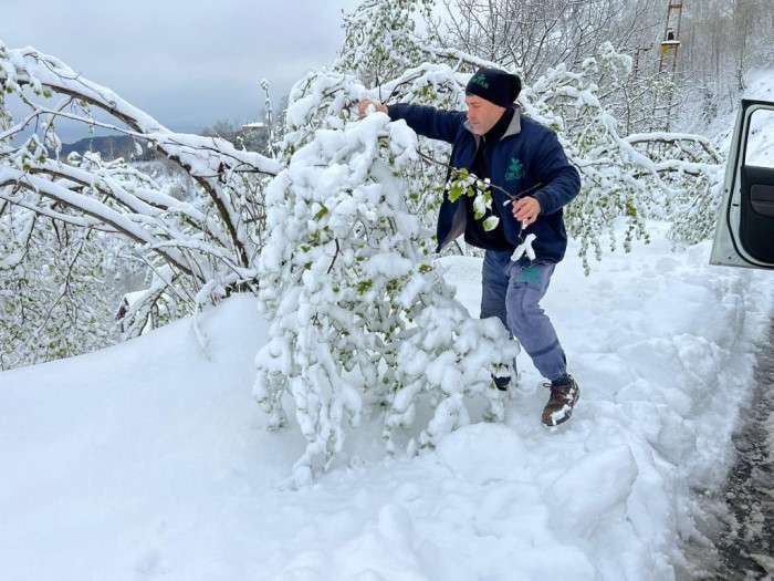 Ordu'da kar ve soğuk hava sonrası fındıkta hasar tespitine başlandı