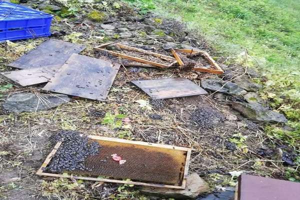 Ordu'da ayı, arı kovanlarına zarar verdi