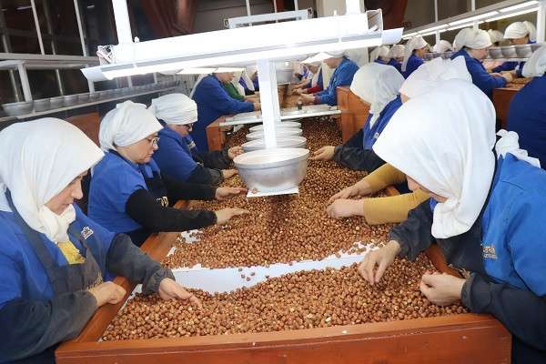 Fındıkta 2 milyar doların üzerinde ihracat geliri hedefleniyor