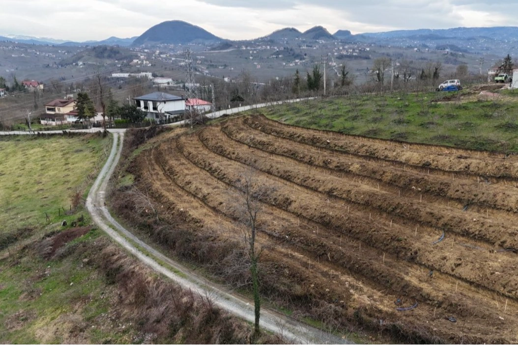 Ordu’da fındıkta verim artışı için yeni uygulama
