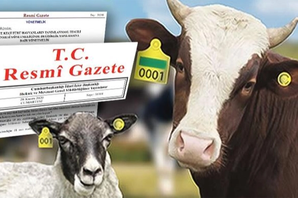 Hayvan küpeleme sisteminde yeni dönem! Karekod geliyor, il kodlu küpelerin süresi uzatıldı