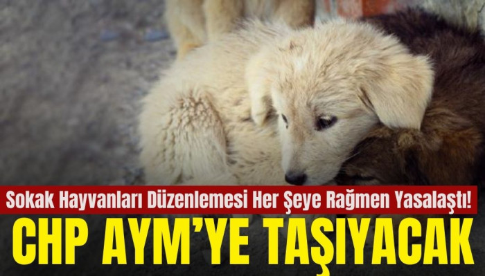 Sokak Hayvanları Düzenlemesi Meclis'ten Geçerek Yasalaştı: Resmi Gazete'de Yayımlanması Bekleniyor