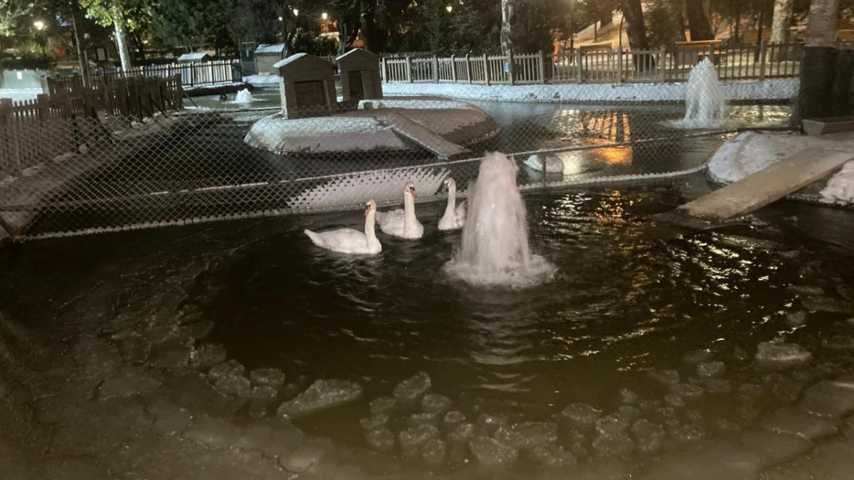 Ankara'da Kuğulu Park buz tuttu!