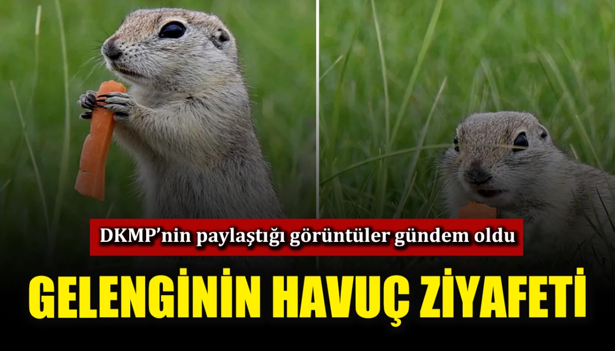 Gelenginin havuç ziyafeti sosyal medyada ilgi odağı oldu, DKMP’nin paylaştığı görüntüler gündem oldu