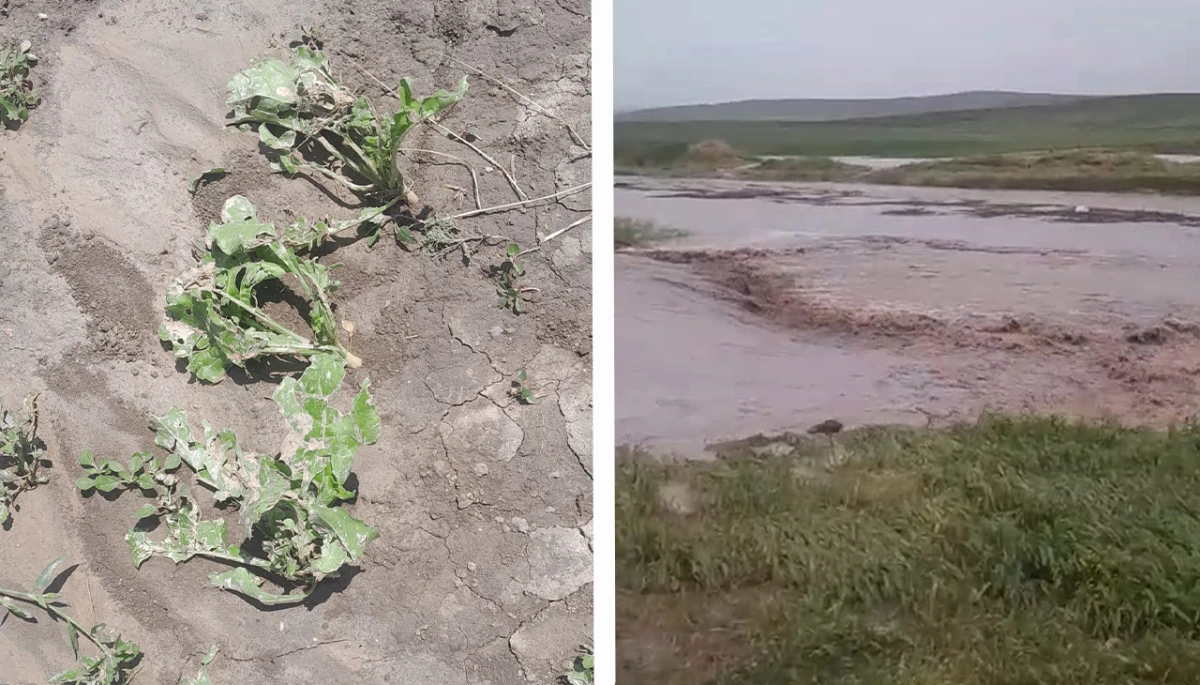 Sağanak ve dolu felaketi! Çiftçinin bir yıllık emeği dakikalar içinde yok oldu