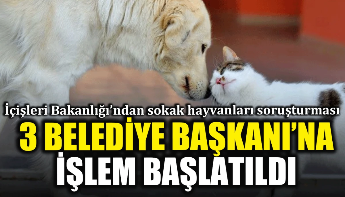 İçişleri Bakanlığı’ndan sokak hayvanları soruşturması: 3 Belediye Başkanı'na işlem başlatıldı