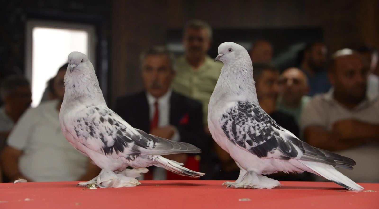 fiyati-5-milyon-liraya-kadar-cikan-cxq5-060348