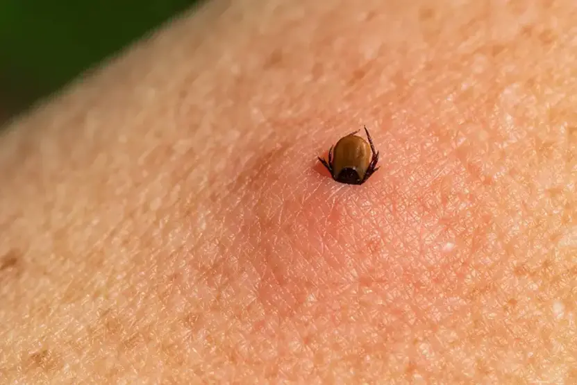 Bu yıl Sivas’ta 13 kişi kene ısırığından dolayı öldü! 