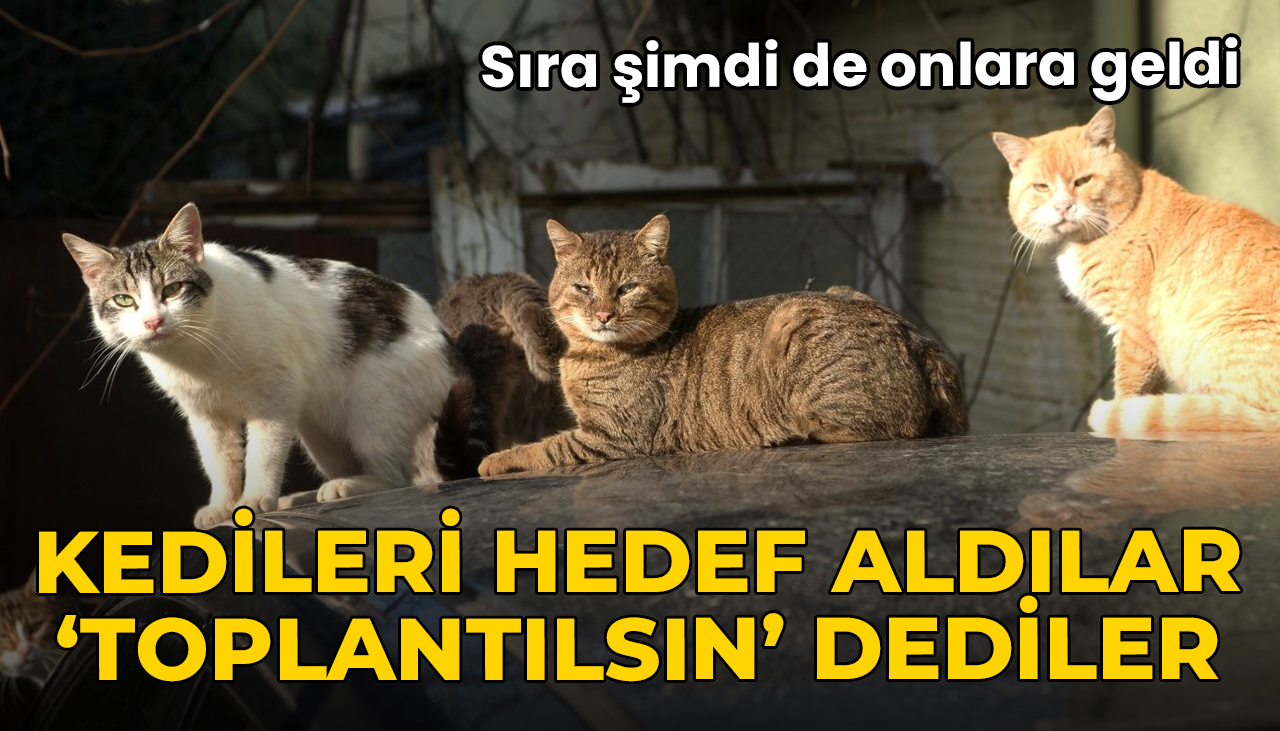 Köpeklerden sonra sıra onlara geldi: Kedileri hedef alan hesaba tepki yağdı