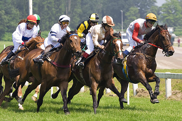 pngtree-horse-racing-animals-mammals-horse-photo-image385141-112505