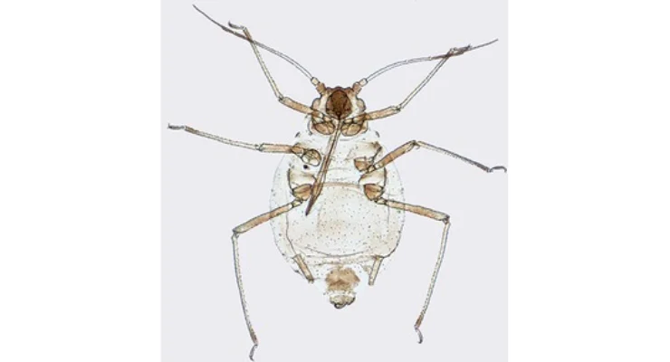 2026-20-10-anuromyzus-acantholimonis-zootaxa-054245