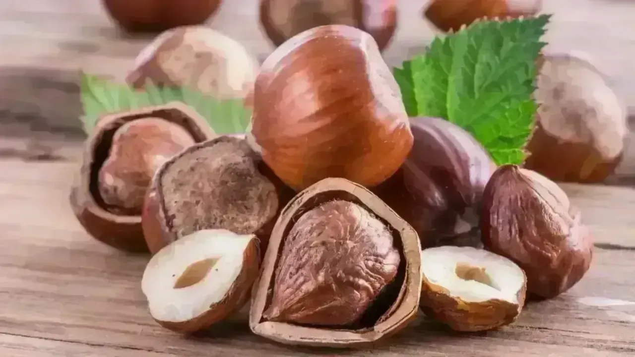 Serbest Piyasada Fındık Fiyatları Yükselişte: Samsun, Trabzon, Ordu ve Giresun’da Güncel Fiyatlar Ne Kadar?