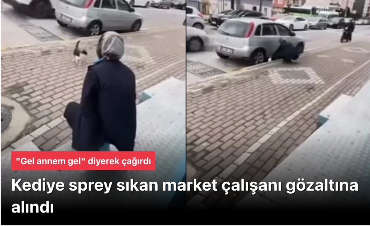 Kocaeli kediye yağ çözücü sprey sıkan market çalışanı gözaltına alındı haberiyle uyandı