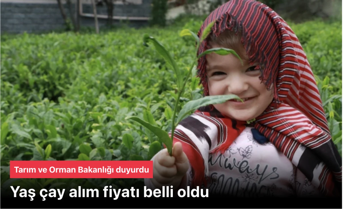 Çay alım fiyatı 35 lira olarak belirlendi