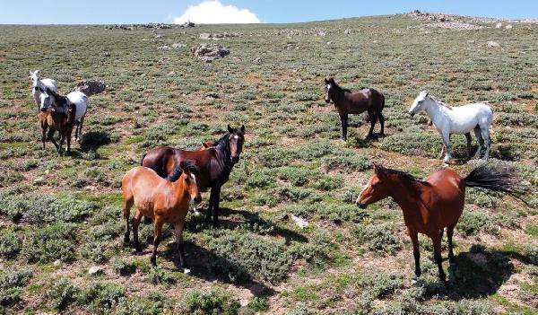 Yılkı atları, 2 bin 300 rakımlı yaylada dronla görüntülendi